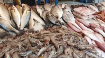 450 جنيه للوقار.. أسعار الأسماك اليوم في أسواق مطروح